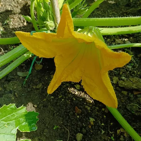 Polline & Conchiglie Ceriale
