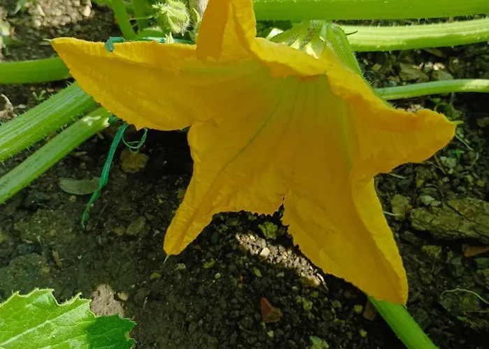 Polline & Conchiglie Ceriale