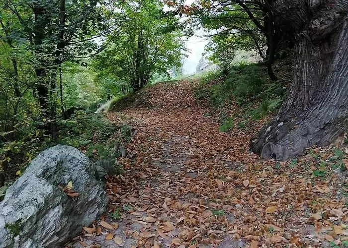 Polline & Conchiglie